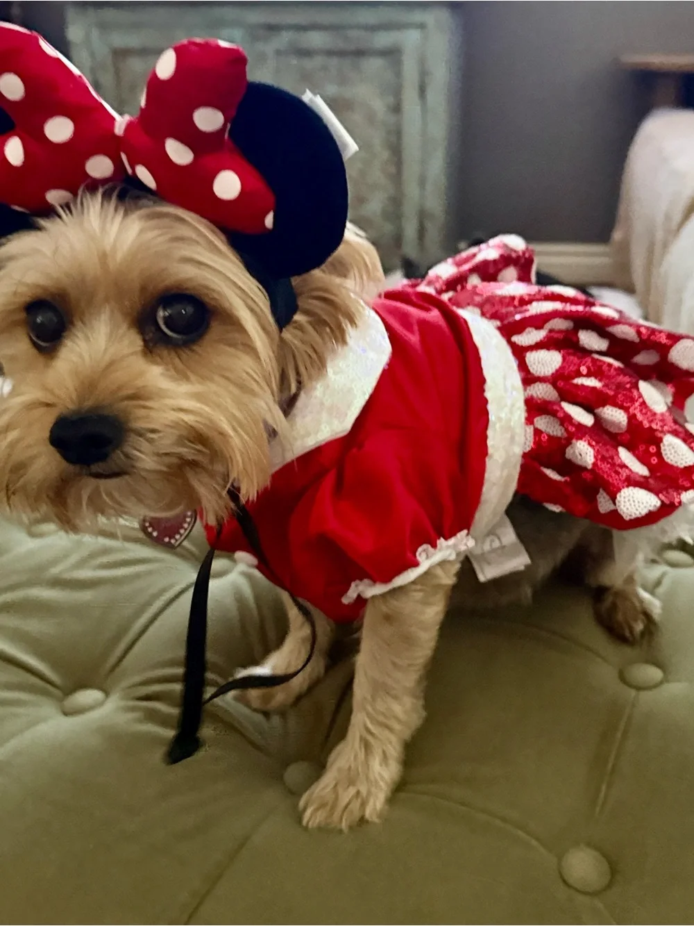 Disney Minnie Mouse Dog Costume with Bow Headband